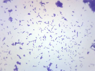Buy Coccus Smear, Gram-Positive, Prepared Microscope Slide - 75x25mm - Eisco Labs • 7.49$