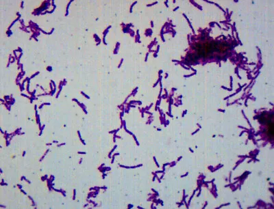Buy Bacillus Smear, Gram-Negative, Prepared Microscope Slide - 75x25mm - Eisco Labs • 7.49$