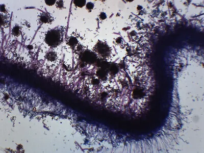 Buy Aspergillus (Brown Mold) - Prepared Microscope Slide - 75x25mm - Eisco Labs • 6.99$