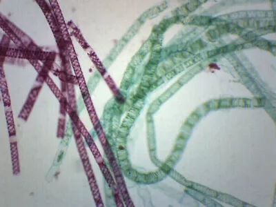 Buy Vegetative Spirogyra - Prepared Microscope Slide - 75x25mm - Eisco Labs • 7.49$