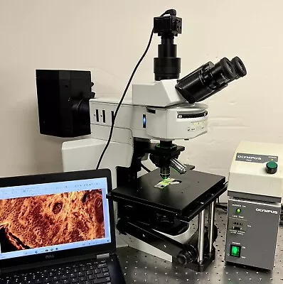 Buy Olympus BX51 WI Water Immersion Fluorescence Microscope Cam Laptop • 11,950$